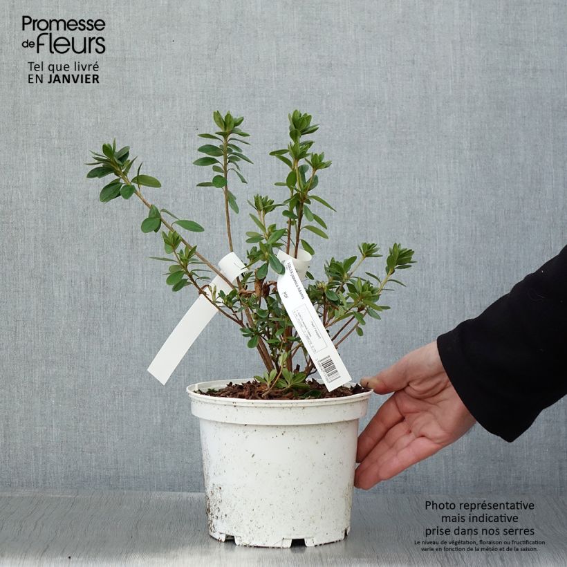 Azalea obtusum Adonis Maceta 2L/3L Ejemplar entregado en invierno