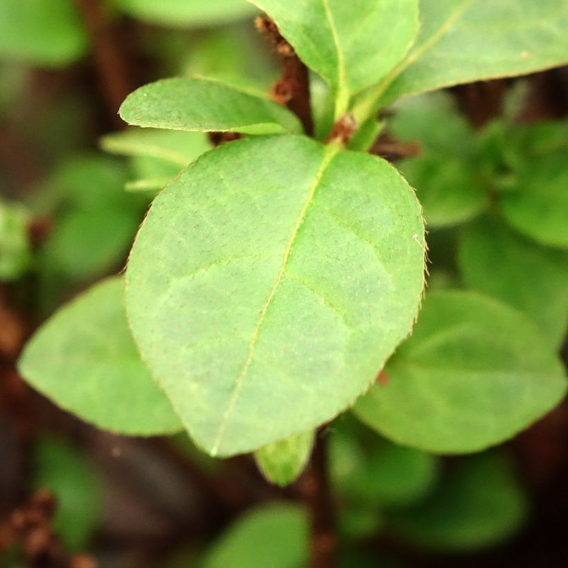 Azalea Ardeur (Follaje)