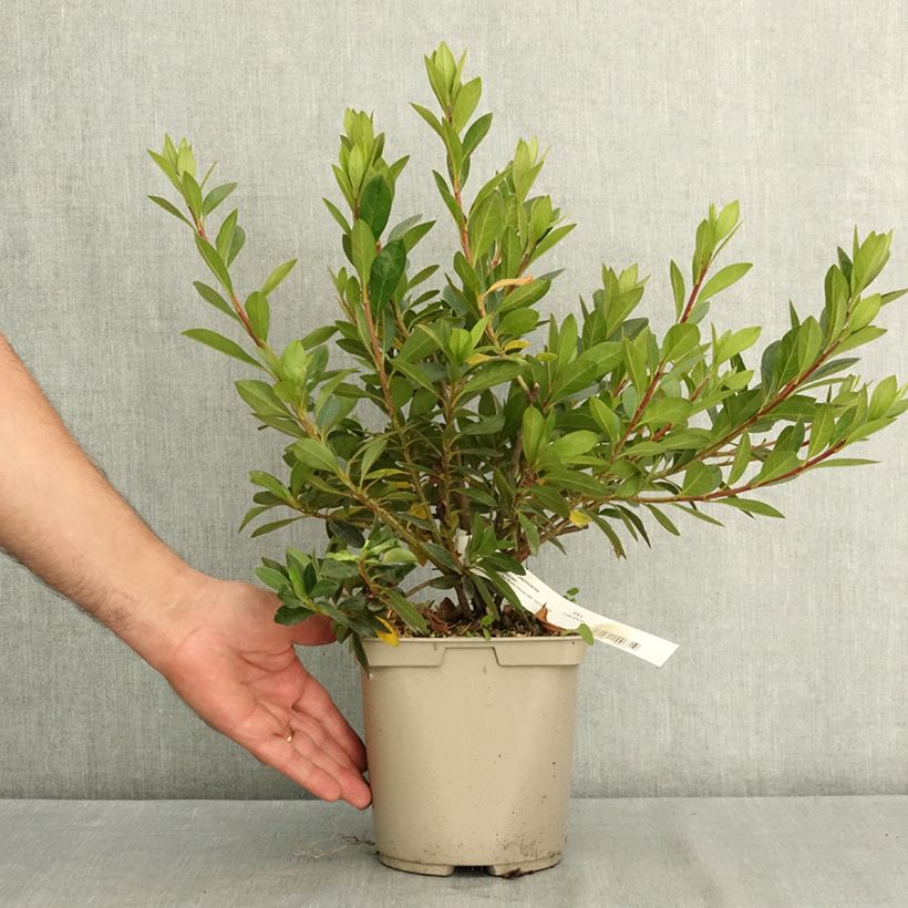 Ejemplar de Azalea Japonica Beethoven Maceta 3L/4L entregado en verano