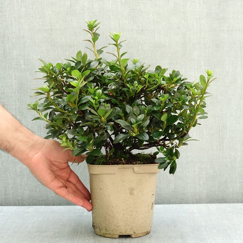Ejemplar de Azalea japonica Blue Moon Maceta 3L/4L entregado en verano