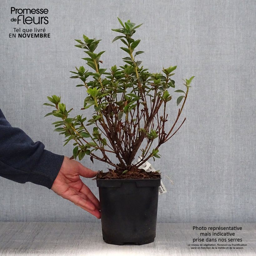 Ejemplar de Azalea japonica Elsie Lee Maceta 2L/3L entregado en otoño