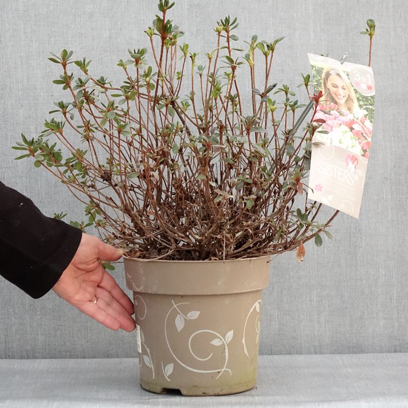 Azalea Fairy Dreams Three Sisters Mix Maceta 6L/7L Ejemplar entregado en invierno