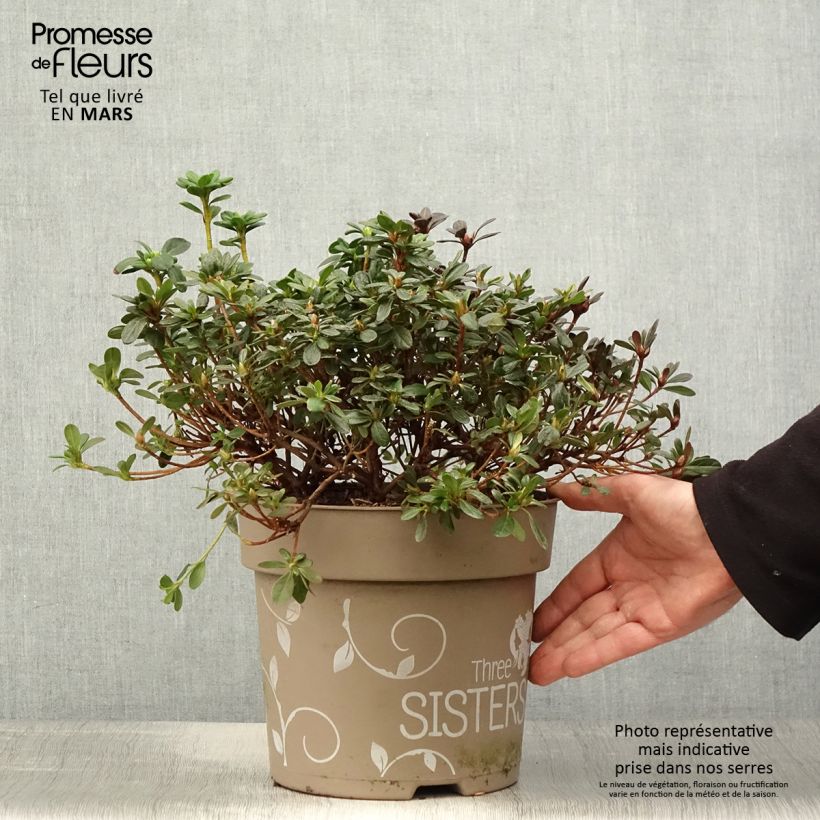 Azalea Fairy Dreams Three Sisters Mix Maceta 6L/7L Ejemplar entregado en la primavera