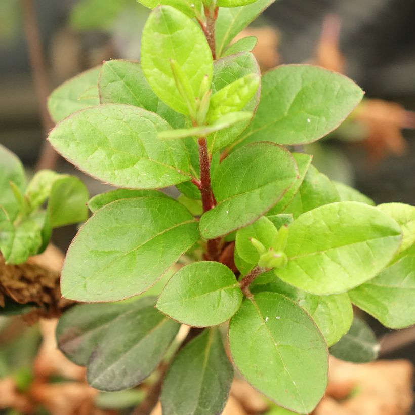 Azalea Japonica Flash Dance Pink (Follaje)