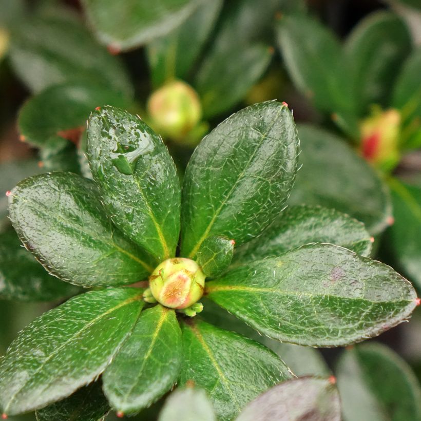Azalea japonica Flash Dance Salmon (Follaje)