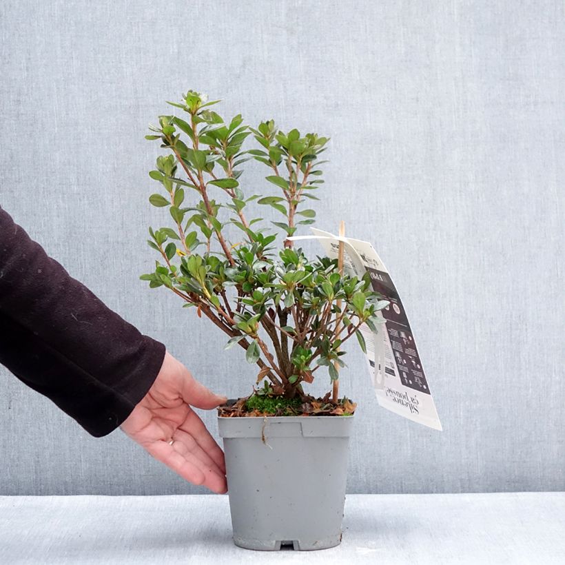 Azalée du Japon Flash Dance Salmon - Rhododendron hybride Maceta 2L/3L Ejemplar entregado en invierno