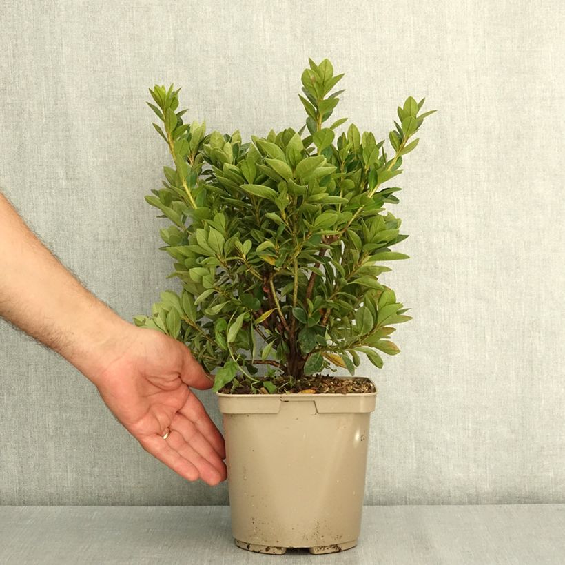 Ejemplar de Azalea japonica Greenway Maceta 3L/4L entregado en verano