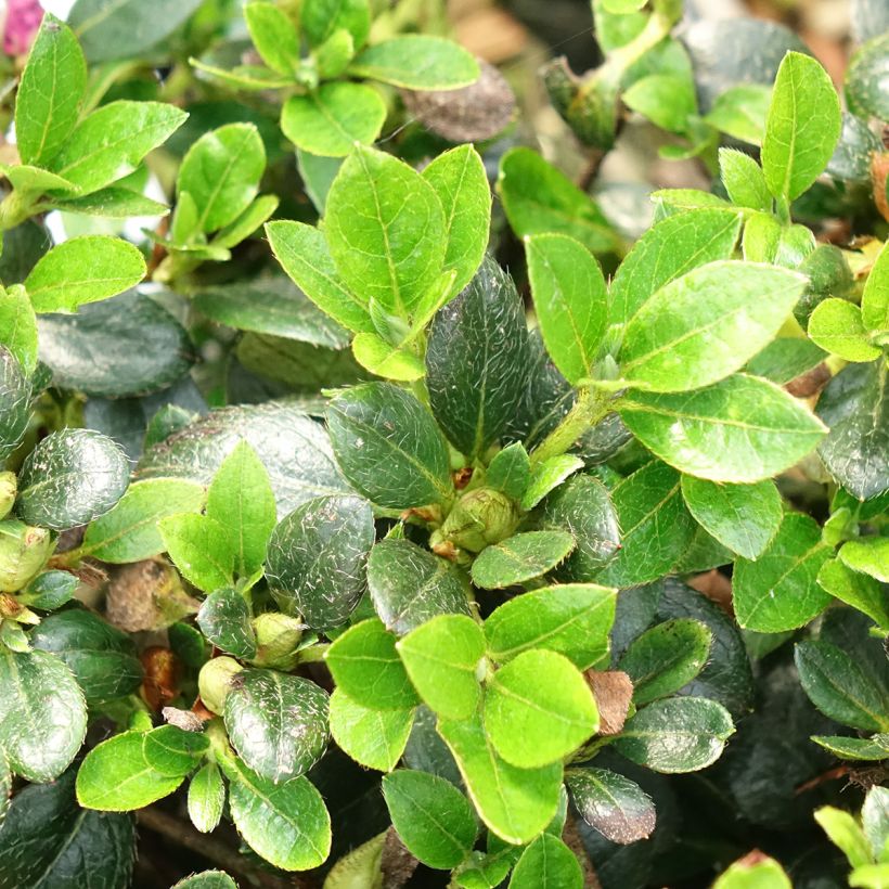 Azalea japonica Haru No Sono (Follaje)