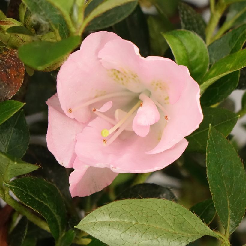 Azalea japonica Haru No Sono (Floración)