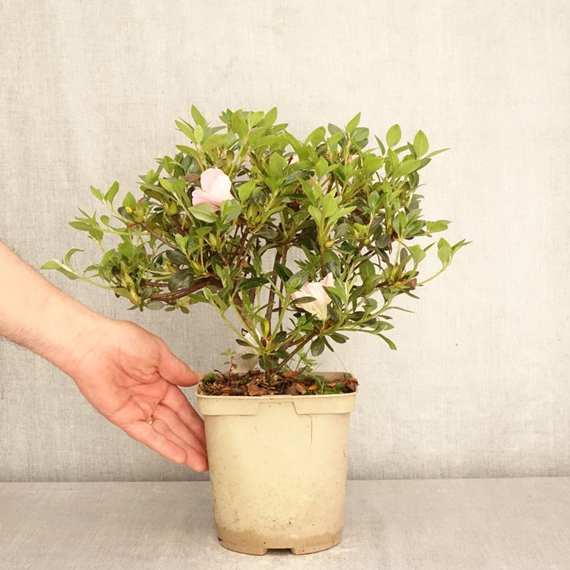 Azalea japonica Haru No Sono Maceta 3L/4L Ejemplar entregado en la primavera
