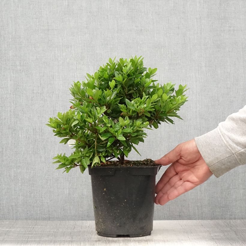 Ejemplar de Azalea japonica Kirin Maceta 2L/3L entregado en verano