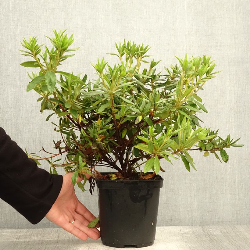 Ejemplar de Azalea macrosepalum Koromo Shikibu Maceta 2L/3L entregado en otoño
