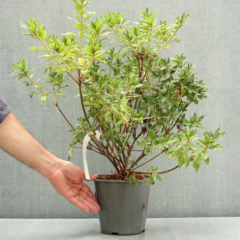 Ejemplar de Azalea Japonica Koromo shikibu White Maceta 3L/4L entregado en verano