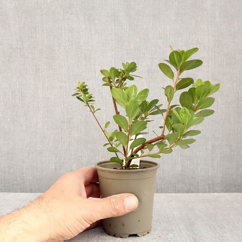 Ejemplar de Azalea japonica Moederdag Maceta de 8/9 cm entregado en otoño