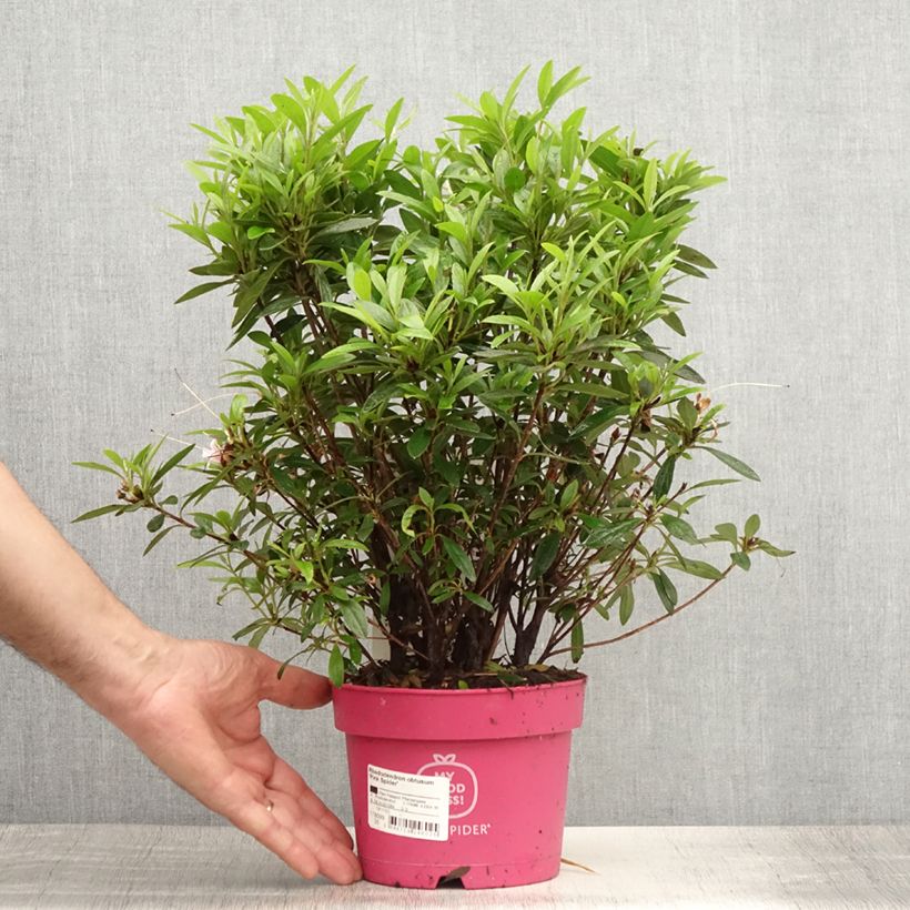 Ejemplar de Azalea obtusum Pink Spider Maceta 2L/3L entregado en verano