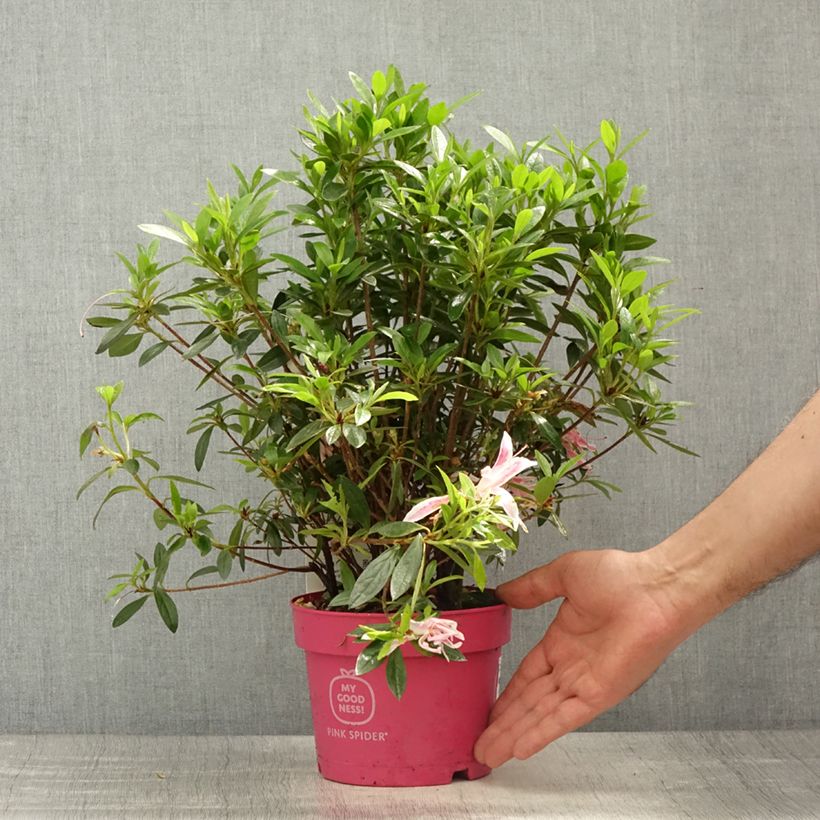 Azalea obtusum Pink Spider Maceta 2L/3L Ejemplar entregado en la primavera