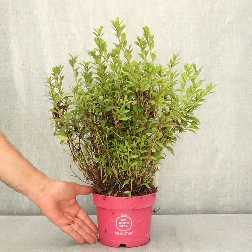 Ejemplar de Azalea Japónica Pink Star Maceta 2L/3L entregado en verano