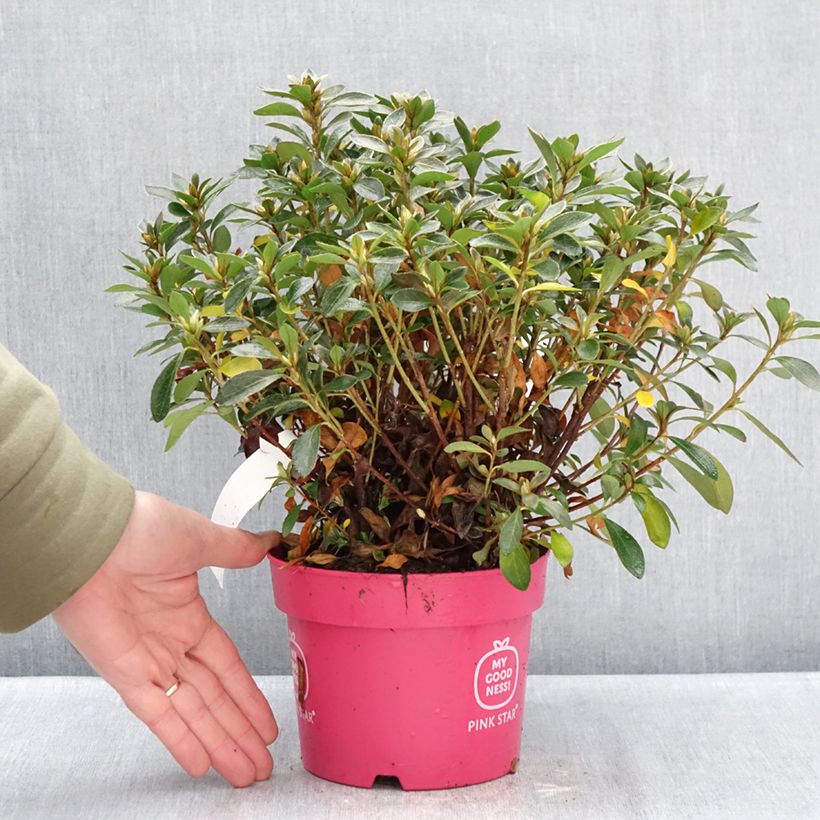 Azalea Japónica Pink Star Maceta 2L/3L Ejemplar entregado en invierno