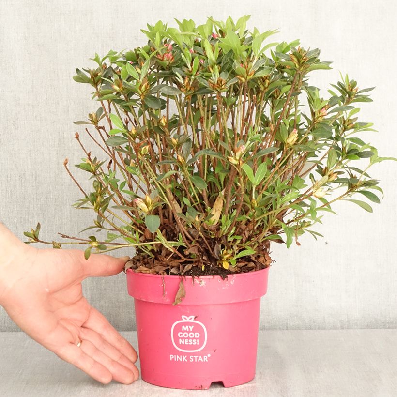 Azalea Japónica Pink Star Maceta 2L/3L Ejemplar entregado en la primavera