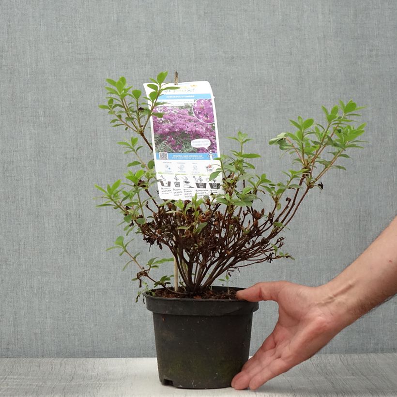 Ejemplar de Azalea Purple Splendor Maceta 2L/3L entregado en verano