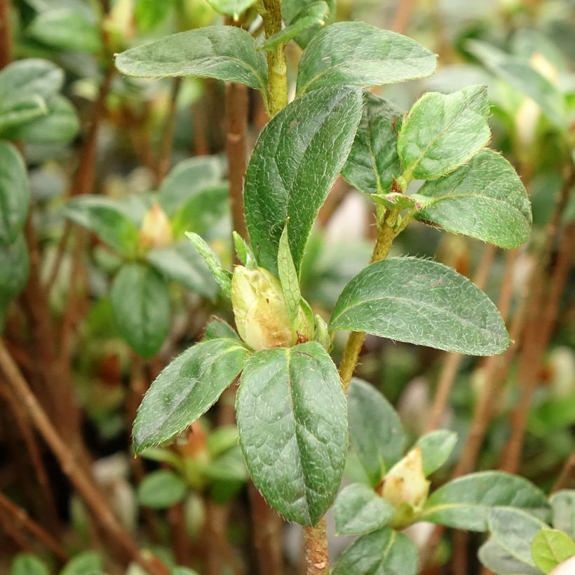 Azalea japonica Rêve de Lilas (Follaje)