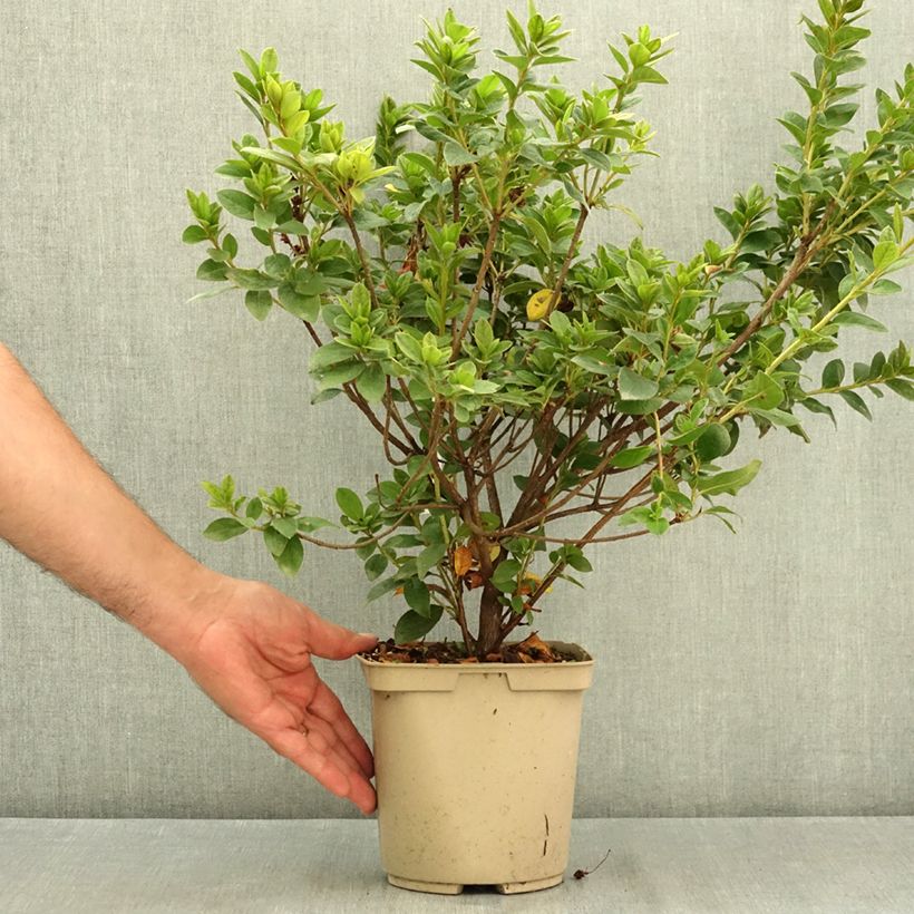 Ejemplar de Azalea japonica Rêve de Lilas Maceta 3L/4L entregado en verano