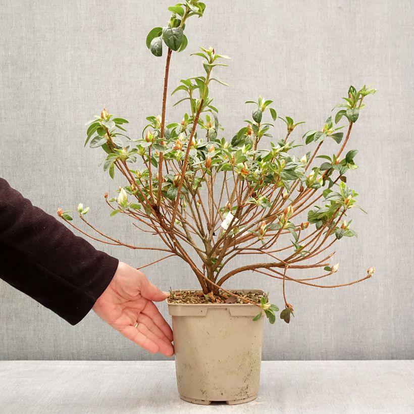 Azalea japonica Rêve de Lilas Maceta 3L/4L Ejemplar entregado en la primavera