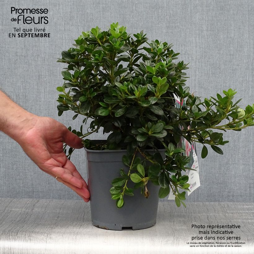 Ejemplar de Azalea Sachsenstern Maceta 3L/4L entregado en otoño