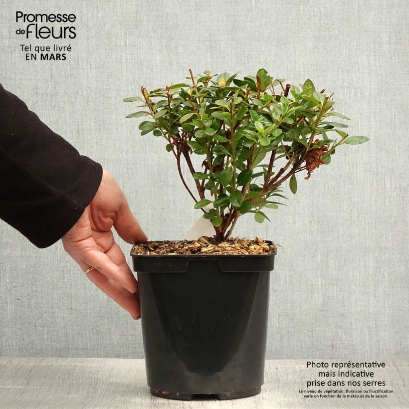 Azalea Sachsenstern Maceta 3L/4L Ejemplar entregado en la primavera