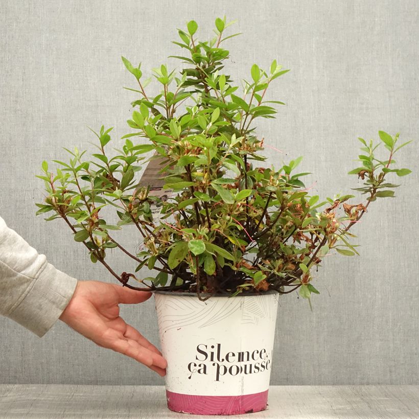 Ejemplar de Azalea japonica Vuyk's Rosyred Maceta 4L/5L entregado en verano