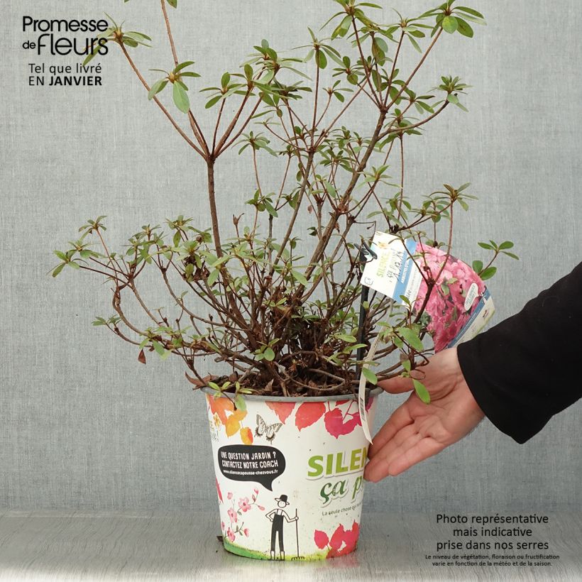 Azalea japonica Vuyk's Rosyred Maceta 4L/5L Ejemplar entregado en invierno