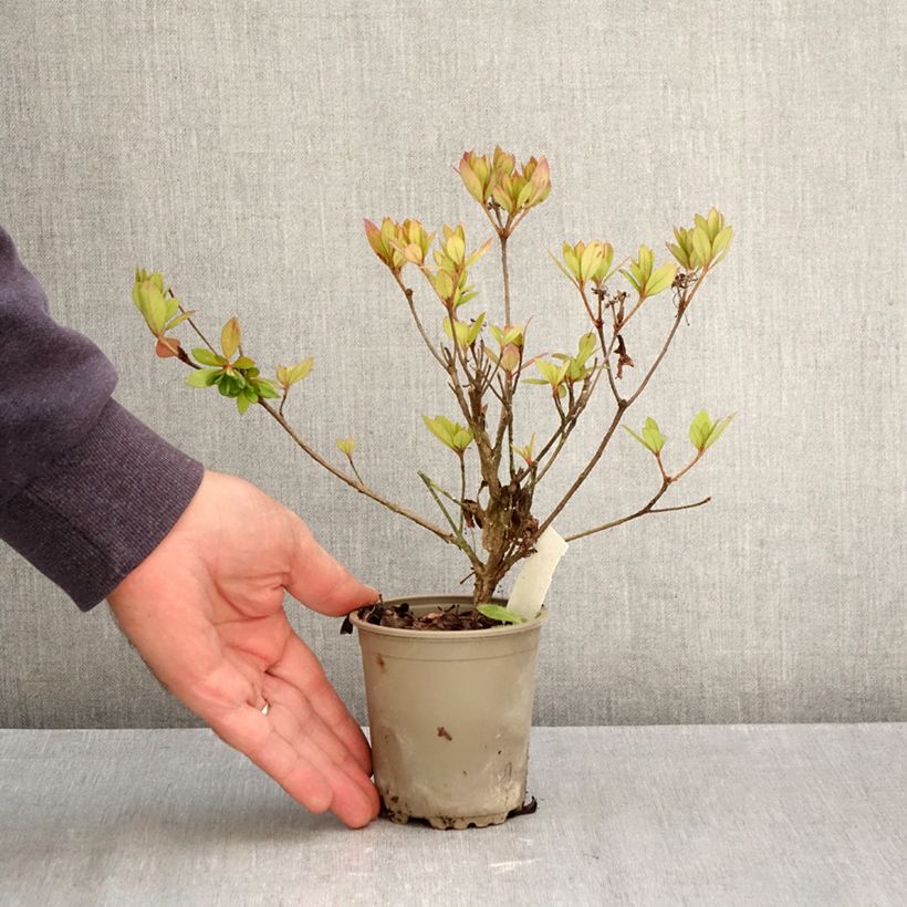 Ejemplar de Azalea japonica Vuyk's Rosyred Maceta de 8/9 cm entregado en otoño