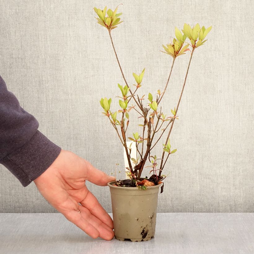 Azalea japonica Vuyk's Rosyred Maceta de 8/9 cm Ejemplar entregado en la primavera