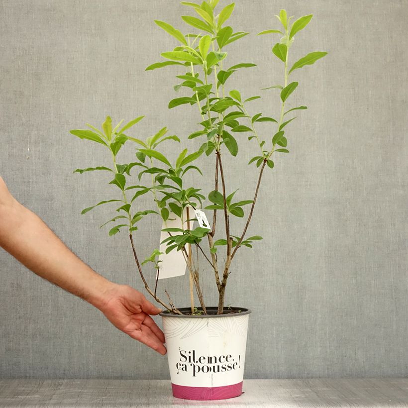 Ejemplar de Azalea mollis Glowing Embers Maceta 4L/5L entregado en verano