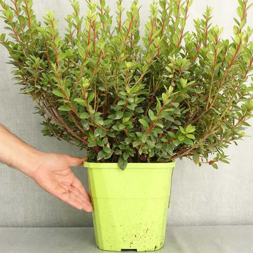 Ejemplar de Azalea japonica ENCORE Empress Maceta 7,5L/10L entregado en verano