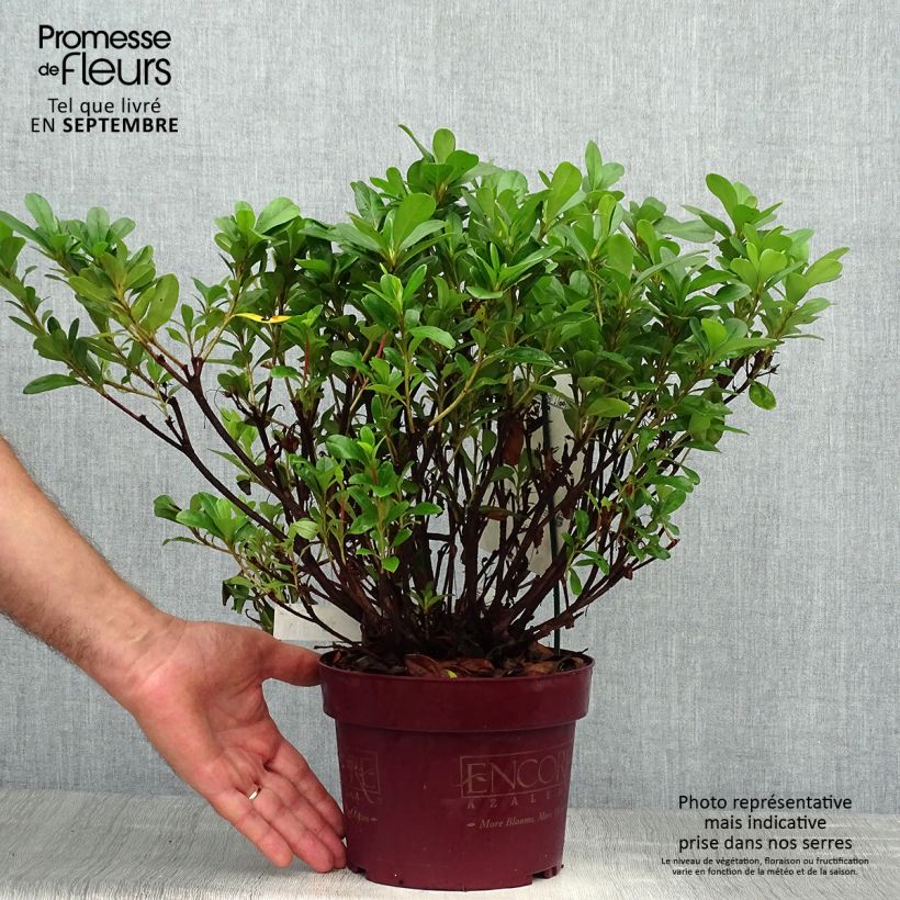 Ejemplar de Azalea japonica ENCORE Sunburst Maceta 3L/4L entregado en otoño