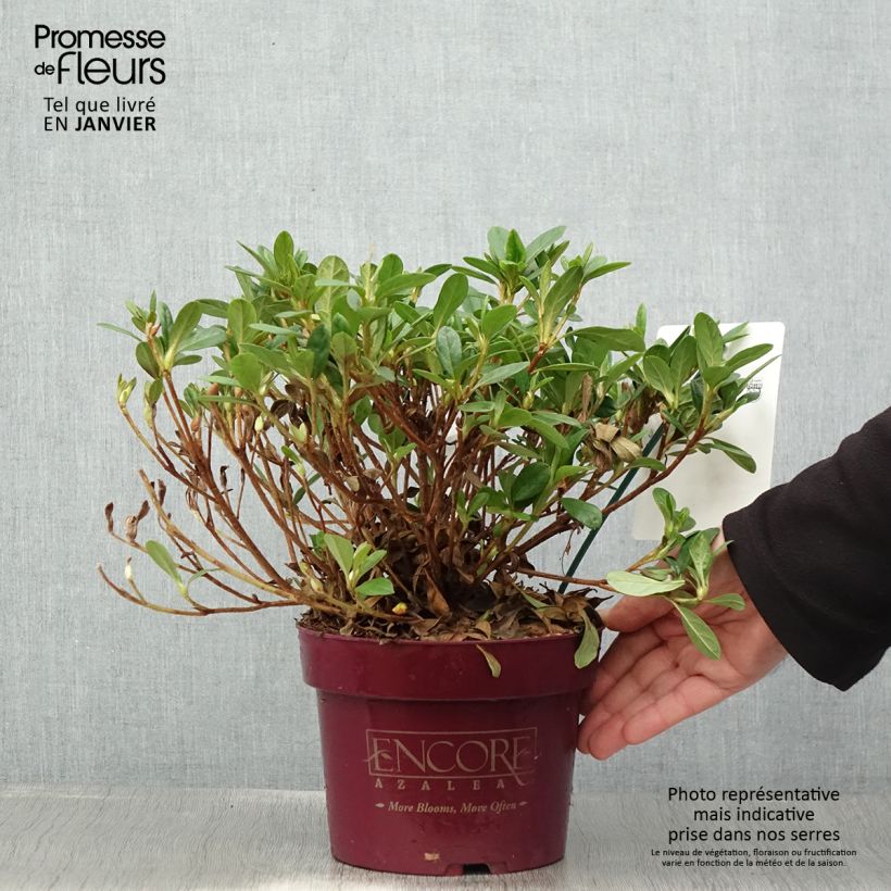 Azalea japonica ENCORE Sunburst Maceta 3L/4L Ejemplar entregado en invierno