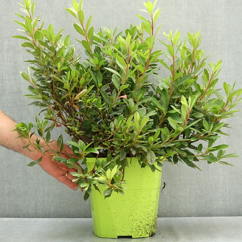 Ejemplar de Azalea japonica ENCORE Sundance Maceta 7,5L/10L entregado en verano