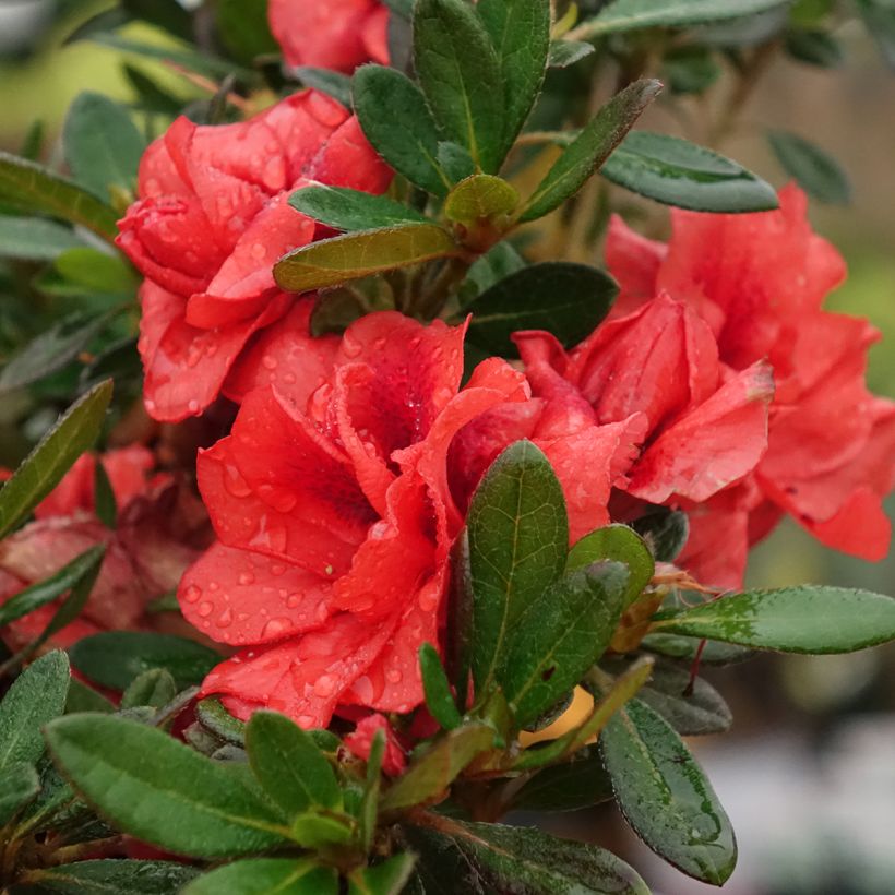 Azalea japonica REPETITA Coral (Floración)