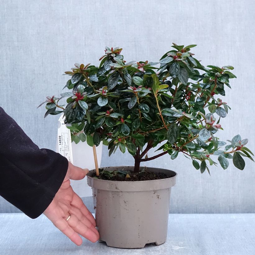 Azalea japonica REPETITA Coral Maceta 2L/3L Ejemplar entregado en invierno