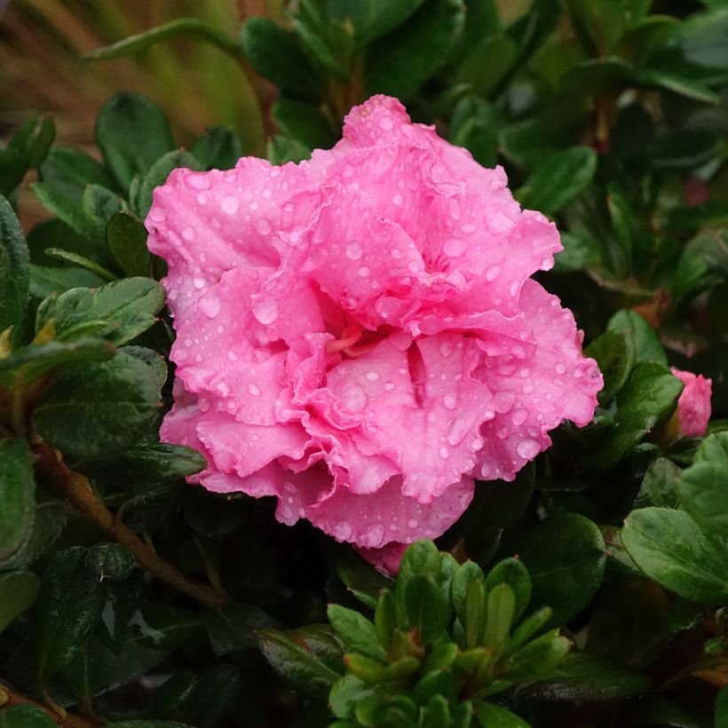 Azalea japonica Repetita Pink (Floración)