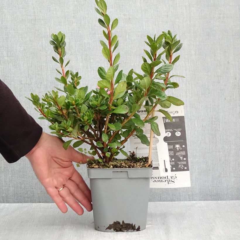 Ejemplar de Azalea japonica Repetita Pink Maceta 2L/3L entregado en otoño