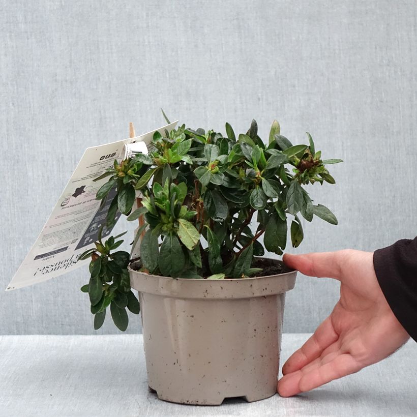 Ejemplar de Azalea japonica REPETITA Red Maceta 2L/3L entregado en otoño