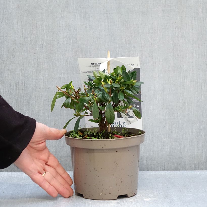 Azalea japonica REPETITA Red Maceta 2L/3L Ejemplar entregado en invierno