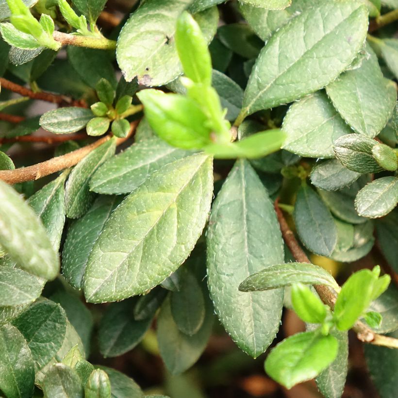 Azalea japonica REPETITA White (Follaje)