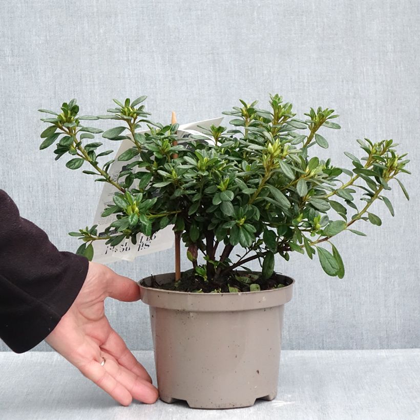 Ejemplar de Azalea japonica REPETITA White Maceta 2L/3L entregado en otoño