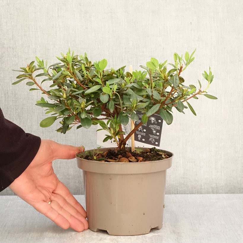 Azalea japonica REPETITA White Maceta 2L/3L Ejemplar entregado en la primavera