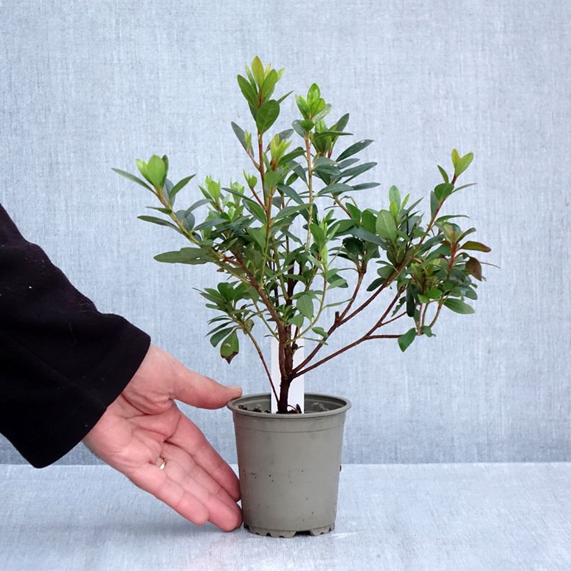 Ejemplar de Azalea japonica Arabesk Maceta de 8/9 cm entregado en otoño