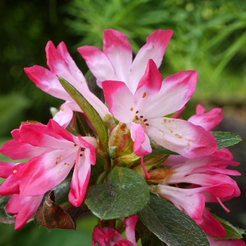 Azalea japonica Izumi no mai (Floración)