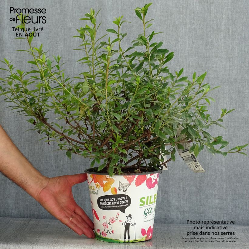 Ejemplar de Azalea Purple Splendor Maceta 4L/5L entregado en verano